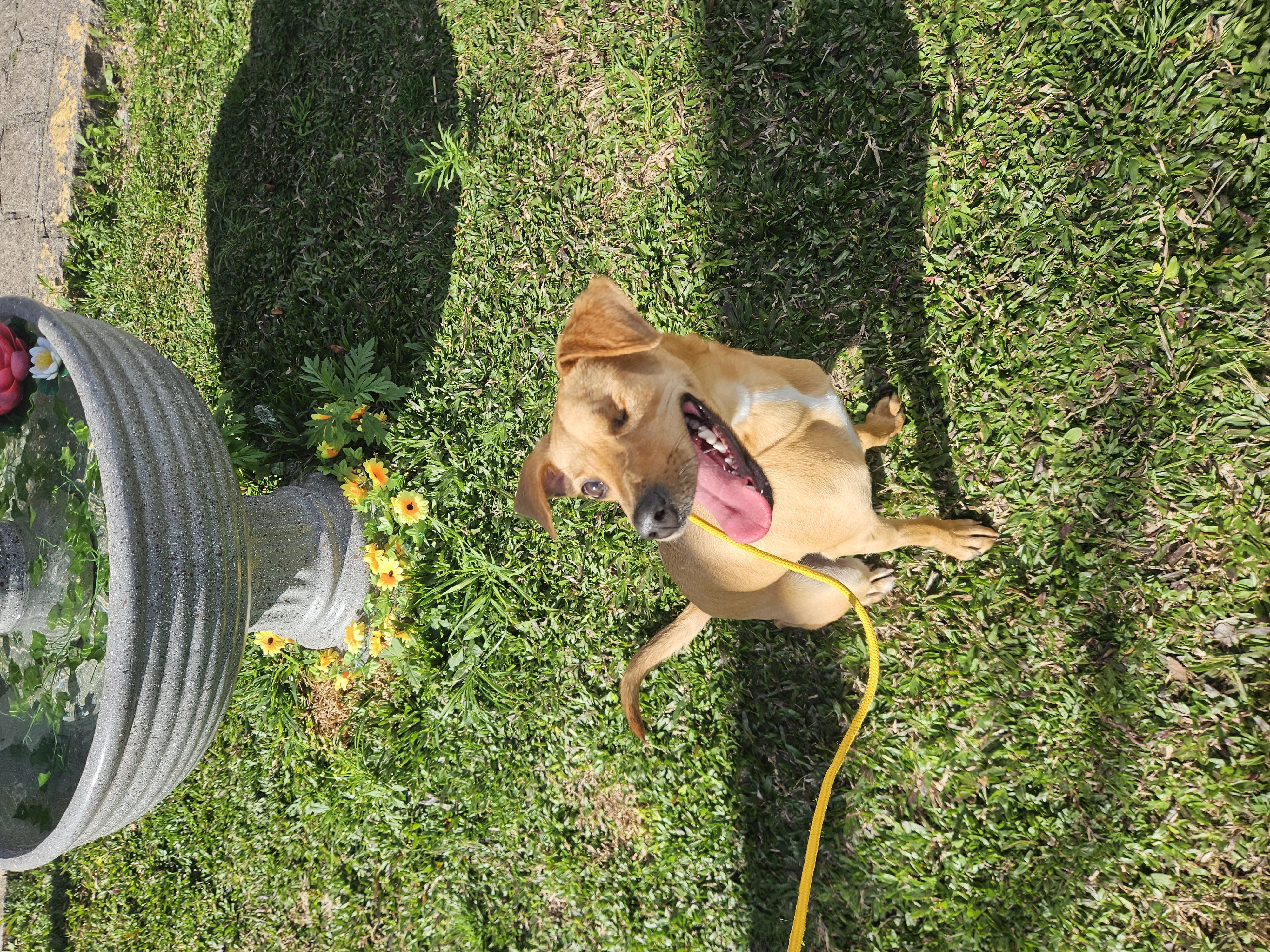 Cão em dia de adestramento na Escolinha da Realeza Pets
