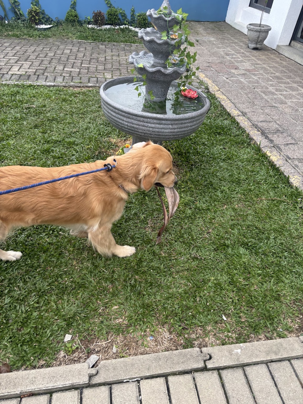 Passeio estruturado na Escolinha da Realeza Pets