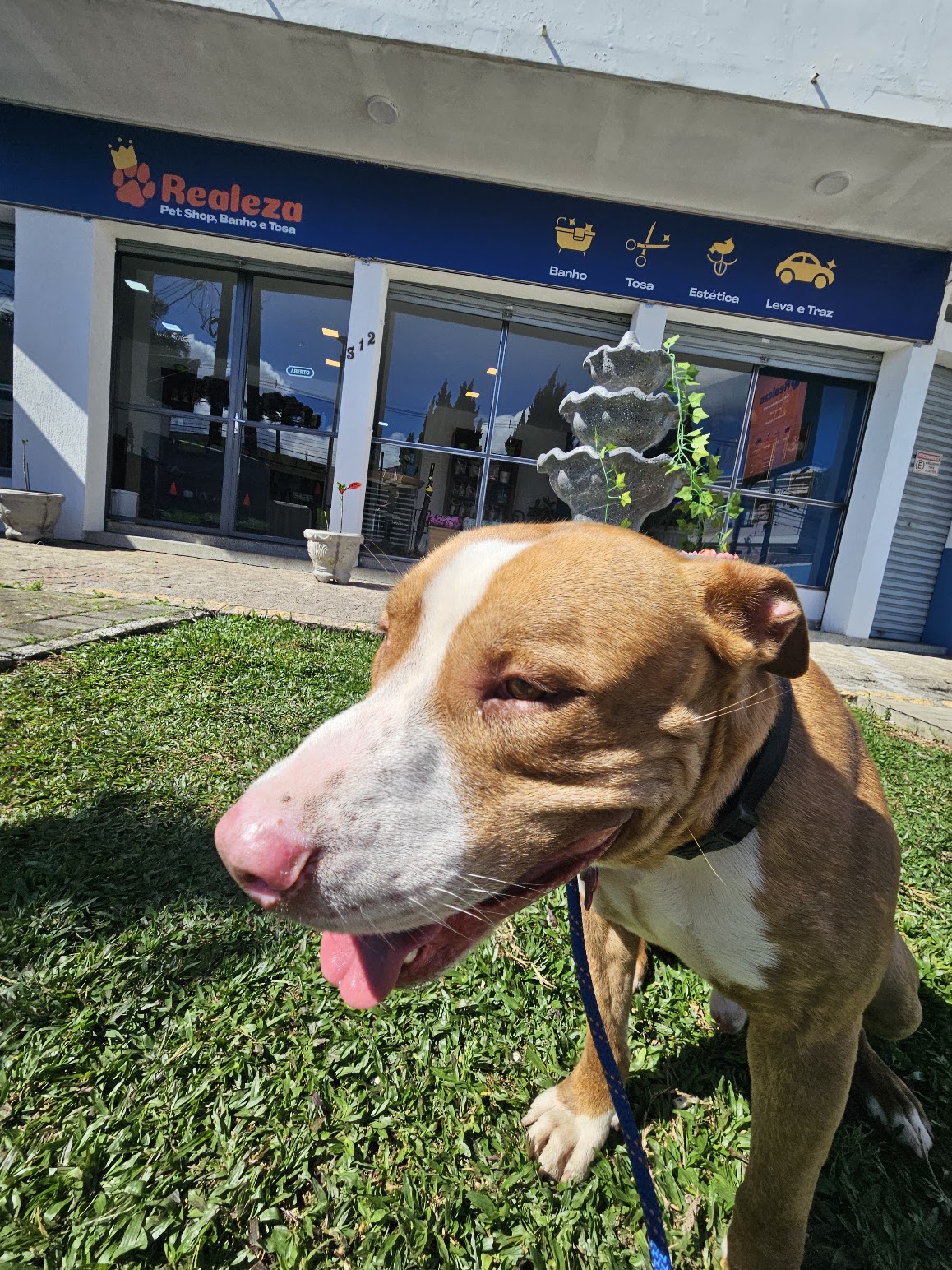 Escolinha de Adestramento da Realeza Pets em Curitiba