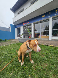 Ensino de comandos na Escolinha da Realeza Pets