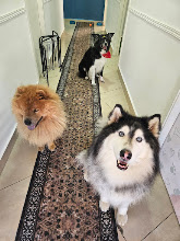 Socialização supervisionada na Escolinha da Realeza Pets