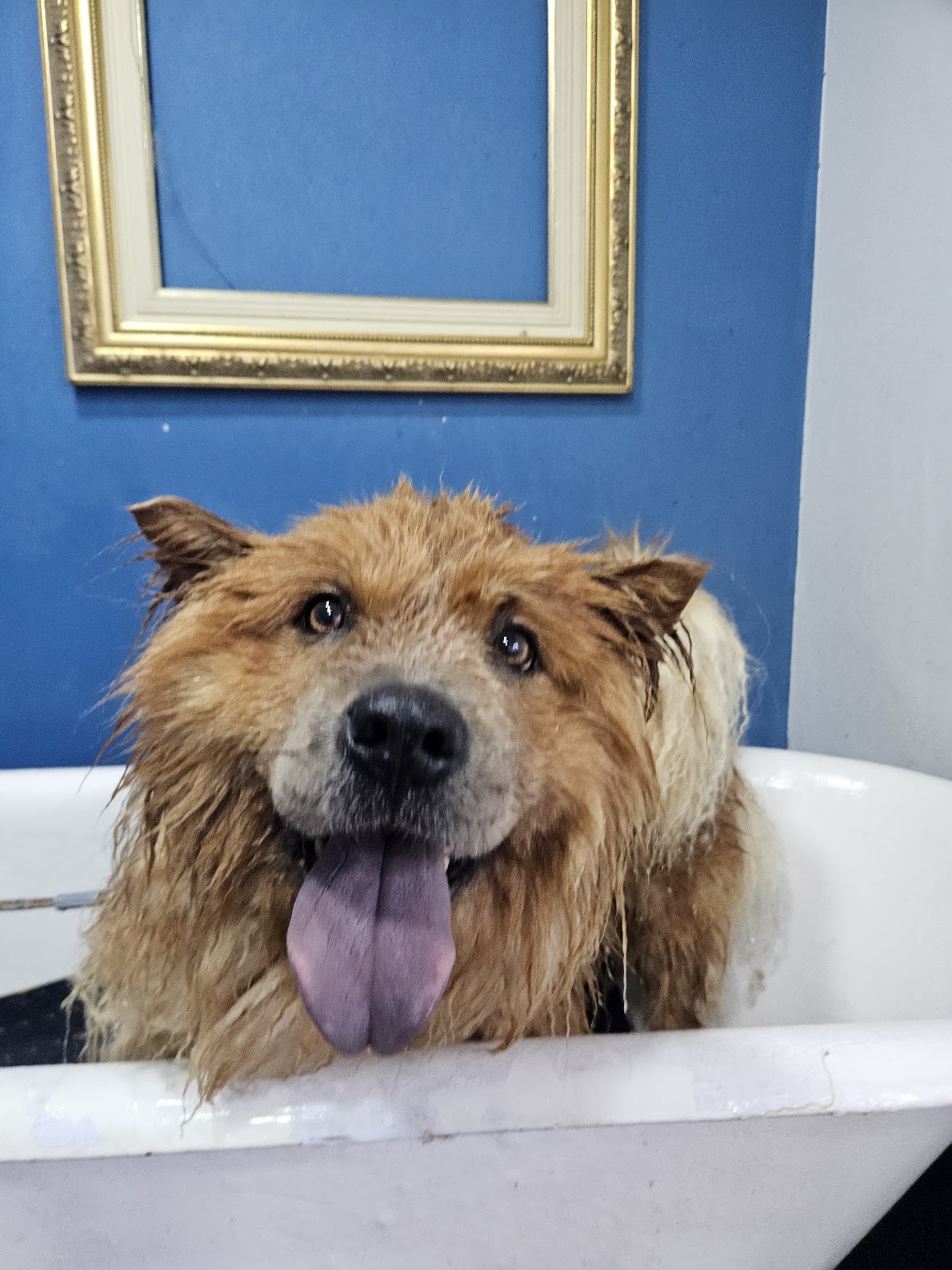 Banho Essencial — banho na Realeza Pets