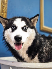 Meu Primeiro Banho (Filhotes) — banho na Realeza Pets