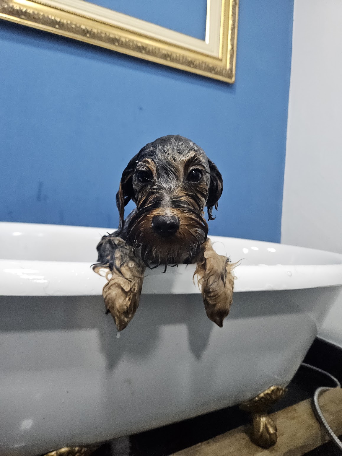 Banho Medicamentoso Hipoalergênico — banho na Realeza Pets