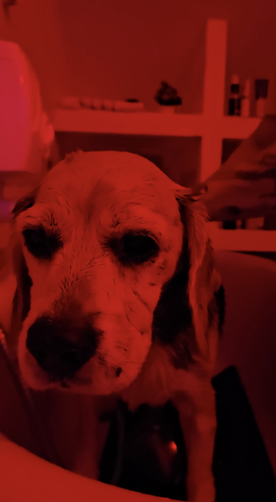 Banho com Ozônio — banho na Realeza Pets