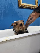 Banho Sênior (para cães idosos) — banho na Realeza Pets